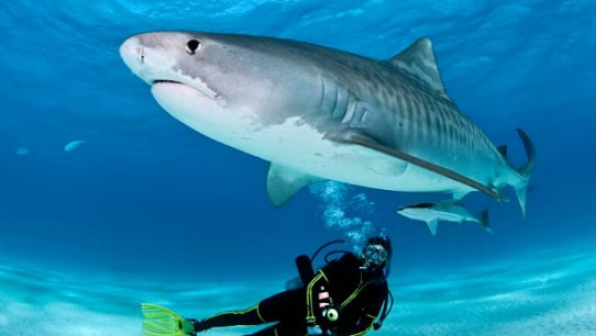 Shark Diving in Punta Cana Dominican Republic